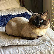 Bowie is registered to the contest to win money with this photo: cat, fluffy, blue_eyes, long_hair, pointed_ears, whiskers, portrait, lounging, bed, bedroom, blanket, pillow, sunlight, indoors, cozy, relaxed, brown_fur, cream_fur, blue_blanket, home_decor