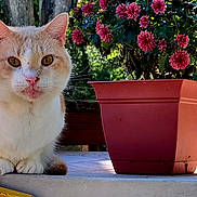 Mickey is registered to the contest to win money with this photo: balcony, cat, chrysanthemums, close_up, cream_tabby, flower_pot, flowers, garden, greenery, orange_cat, outdoor, paws, pet, pink_nose, plant_pot, porch, sitting, sunlight, table, whiskers