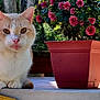 balcony, cat, chrysanthemums, close_up, cream_tabby, flower_pot, flowers, garden, greenery, orange_cat, outdoor, paws, pet, pink_nose, plant_pot, porch, sitting, sunlight, table, whiskers