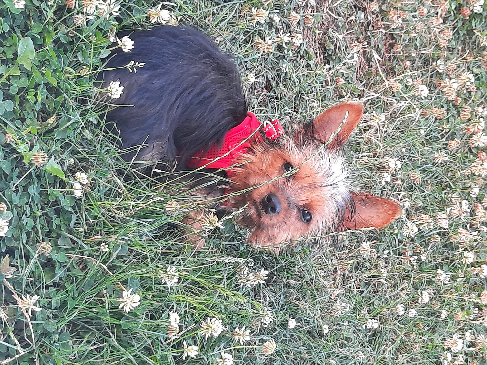 Uky a rejoint le concours — aidez-le/la à gagner de superbes lots ! canidae, carnivore, dog_breed, fawn, fur, grass, groundcover, snout, sporting_group, tail, terrestrial_animal, terrier, water_dog