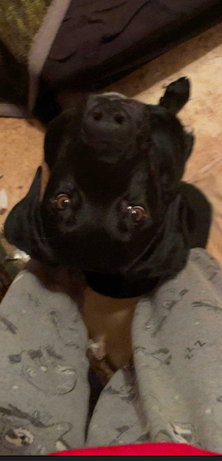 Moose joined the competition — help win amazing prizes! borador, canidae, carnivore, collar, companion_dog, dog, dog_breed, dog_collar, event, fawn, fur, gun_dog, hunting_dog, non_sporting_group, snout, sporting_group, terrestrial_animal, whiskers, working_animal