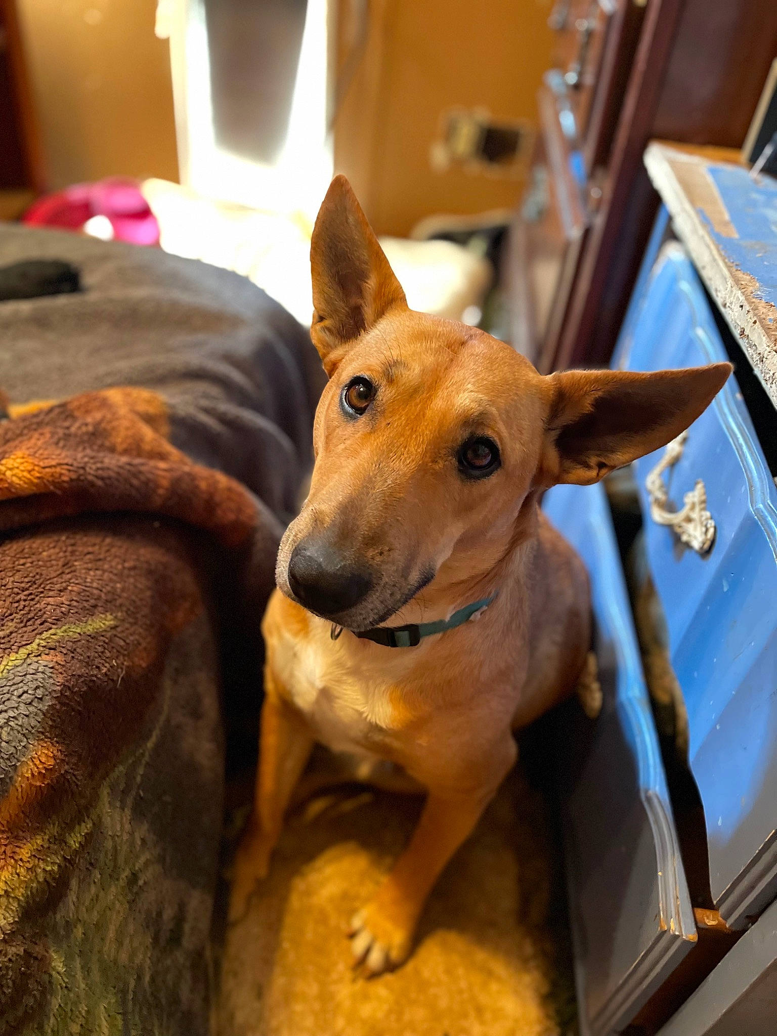 Ginger is registered to the contest to win money with this photo: ancient_dog_breeds, canidae, carnivore, collar, companion_dog, dog, dog_breed, dog_sports, fawn, flooring, fur, guard_dog, sighthound, snout, sporting_group, street_dog, whiskers, wood, working_animal, working_dog
