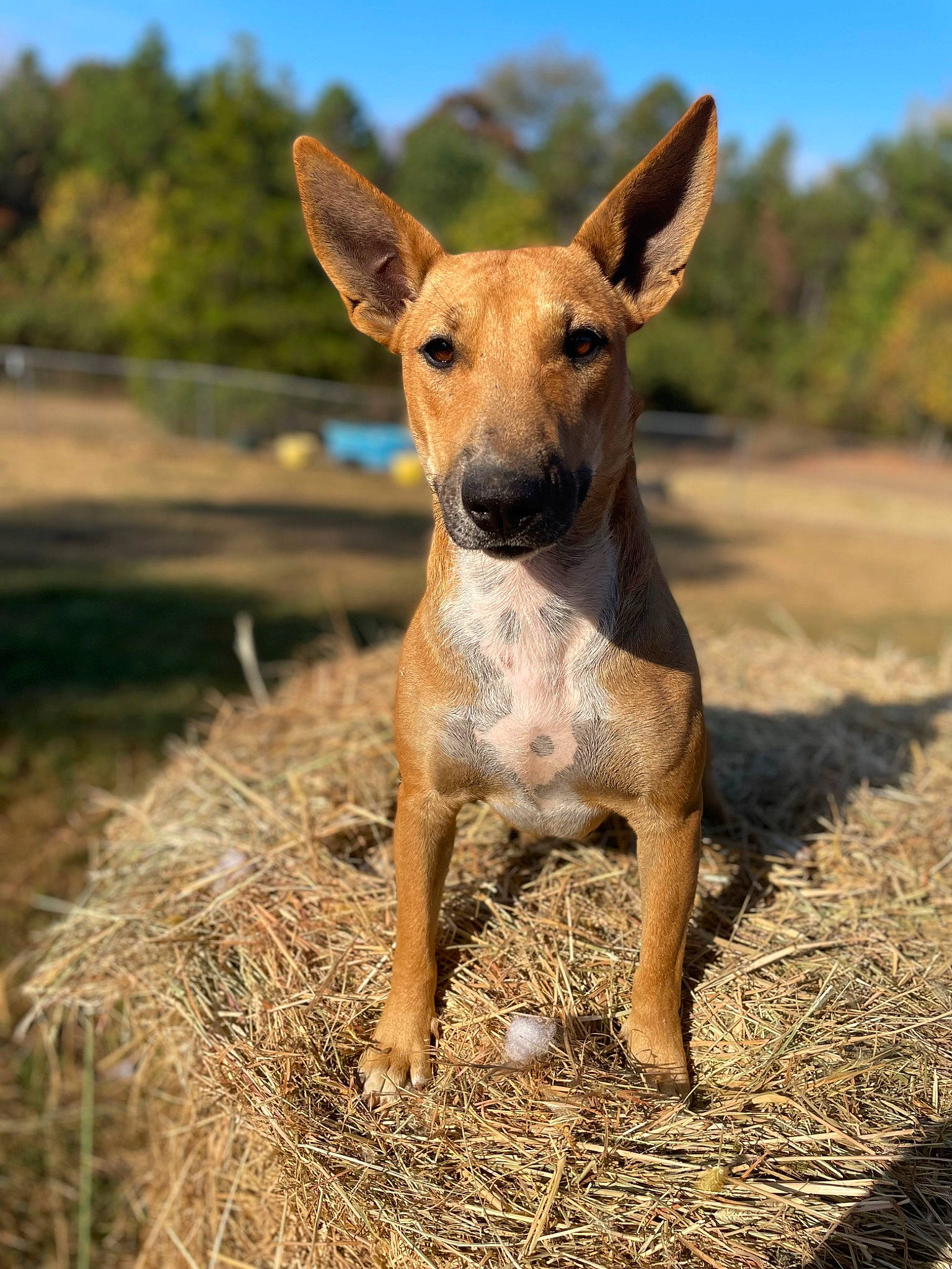 Ginger joined the competition — help win amazing prizes! canidae, carnivore, companion_dog, dog, dog_breed, fawn, grass, grassland, hunting_dog, landscape, sky, snout, soil, sporting_group, terrestrial_animal, tree, wildlife, wood, working_animal