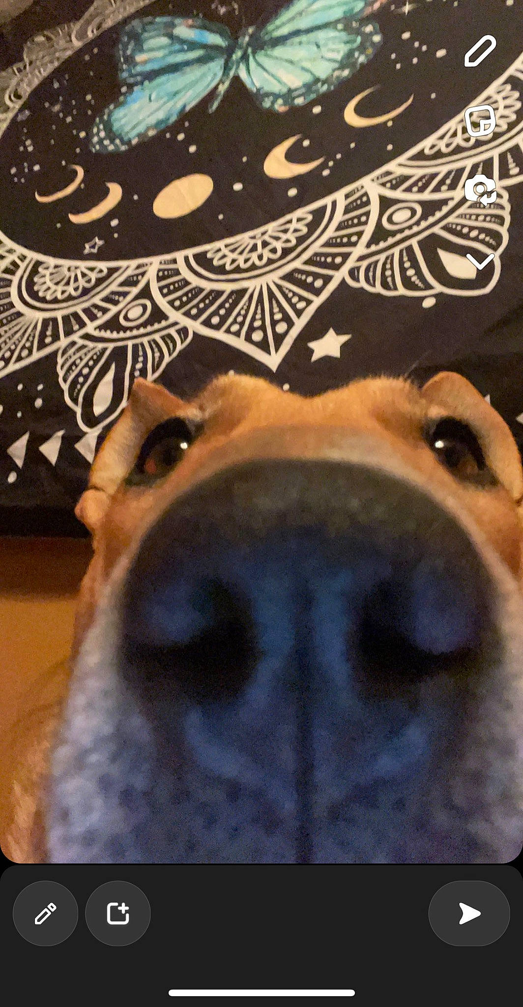 Ginger is registered to the contest to win money with this photo: canidae, carnivore, close_up, companion_dog, dog, dog_breed, fawn, felidae, fur, jaw, linens, pattern, paw, selfie, snout, sporting_group, vertebrate, whiskers, working_animal, wrinkle