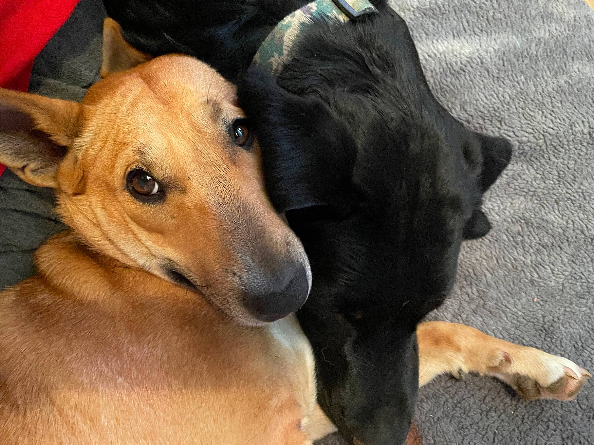 Ginger is registered to the contest to win money with this photo: ancient_dog_breeds, canidae, carnivore, collar, companion_dog, dog, dog_breed, dog_supply, fawn, fur, guard_dog, hunting_dog, pet_supply, snout, sporting_group, street_dog, terrestrial_animal, whiskers, working_animal, working_dog