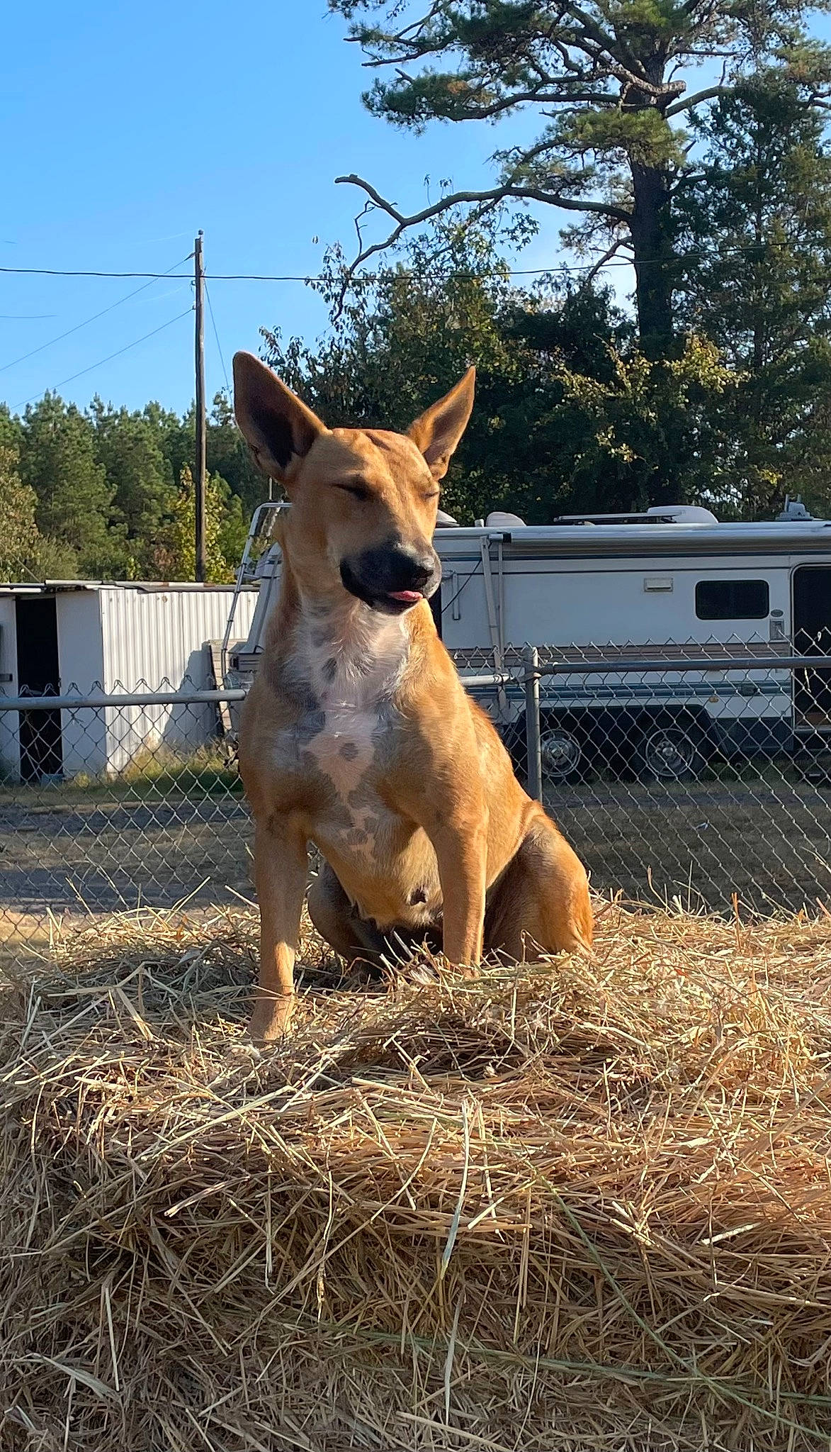 Ginger is registered to the contest to win money with this photo: canidae, carnivore, collar, companion_dog, dog, dog_breed, fawn, fence, grass, hay, landscape, livestock, plant, sky, snout, sporting_group, tail, tree, wood, working_animal