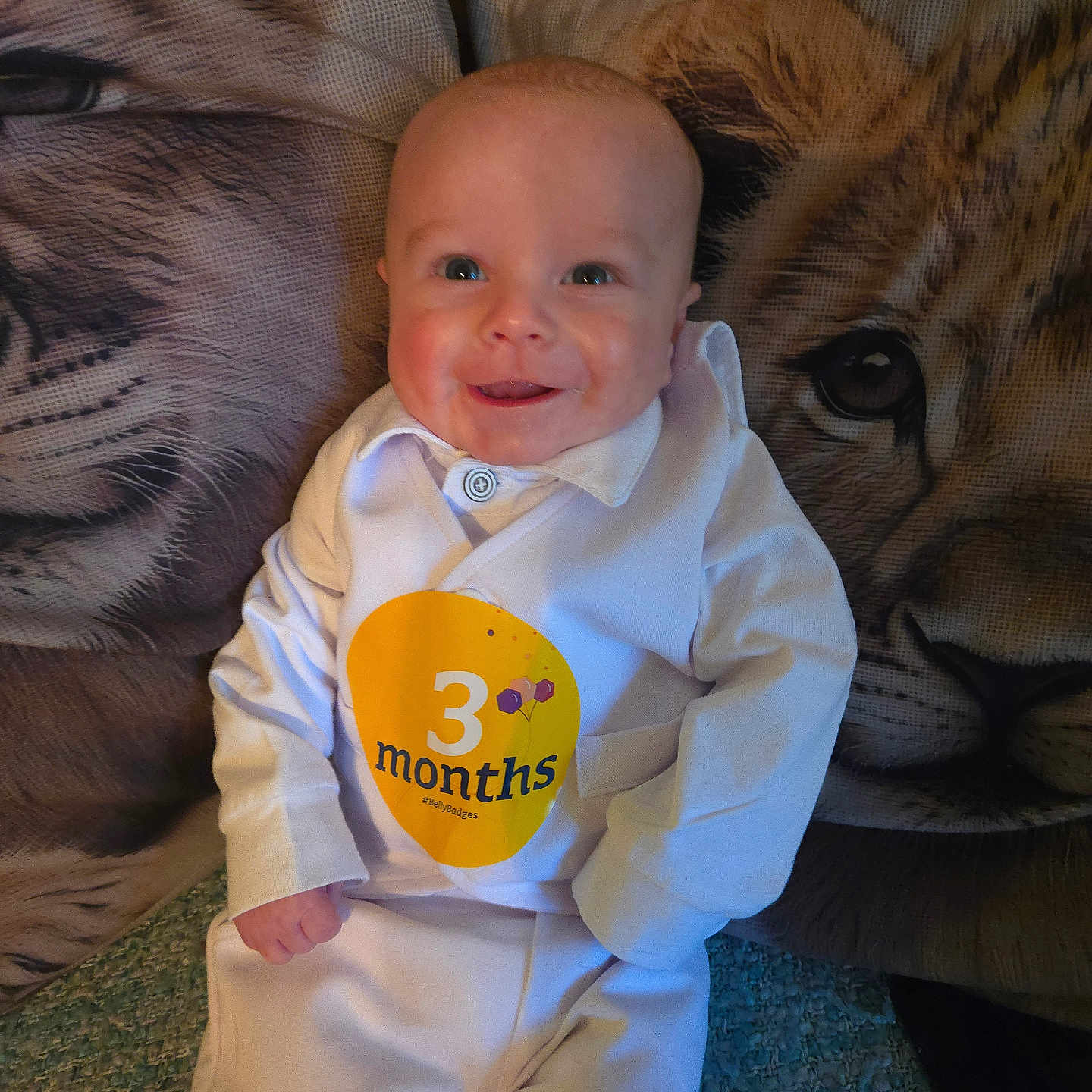 Wyatt is registered to the contest to win money with this photo: animal, baby, cat, clothing, coat, couch, face, furniture, head, homedecor, lion, longsleeve, pants, person, pet, photography, portrait, shirt, sleeve, t_shirt