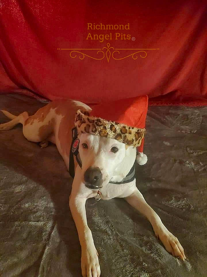 Sugar joined the competition — help win amazing prizes! canidae, carnivore, companion_dog, dog, dog_breed, dog_collar, dog_supply, fawn, hortaya_borzaya, linens, magyar_agar, mammal, paw, pet_supply, rampur_greyhound, sighthound, snout, sporting_group, terrestrial_animal, working_animal