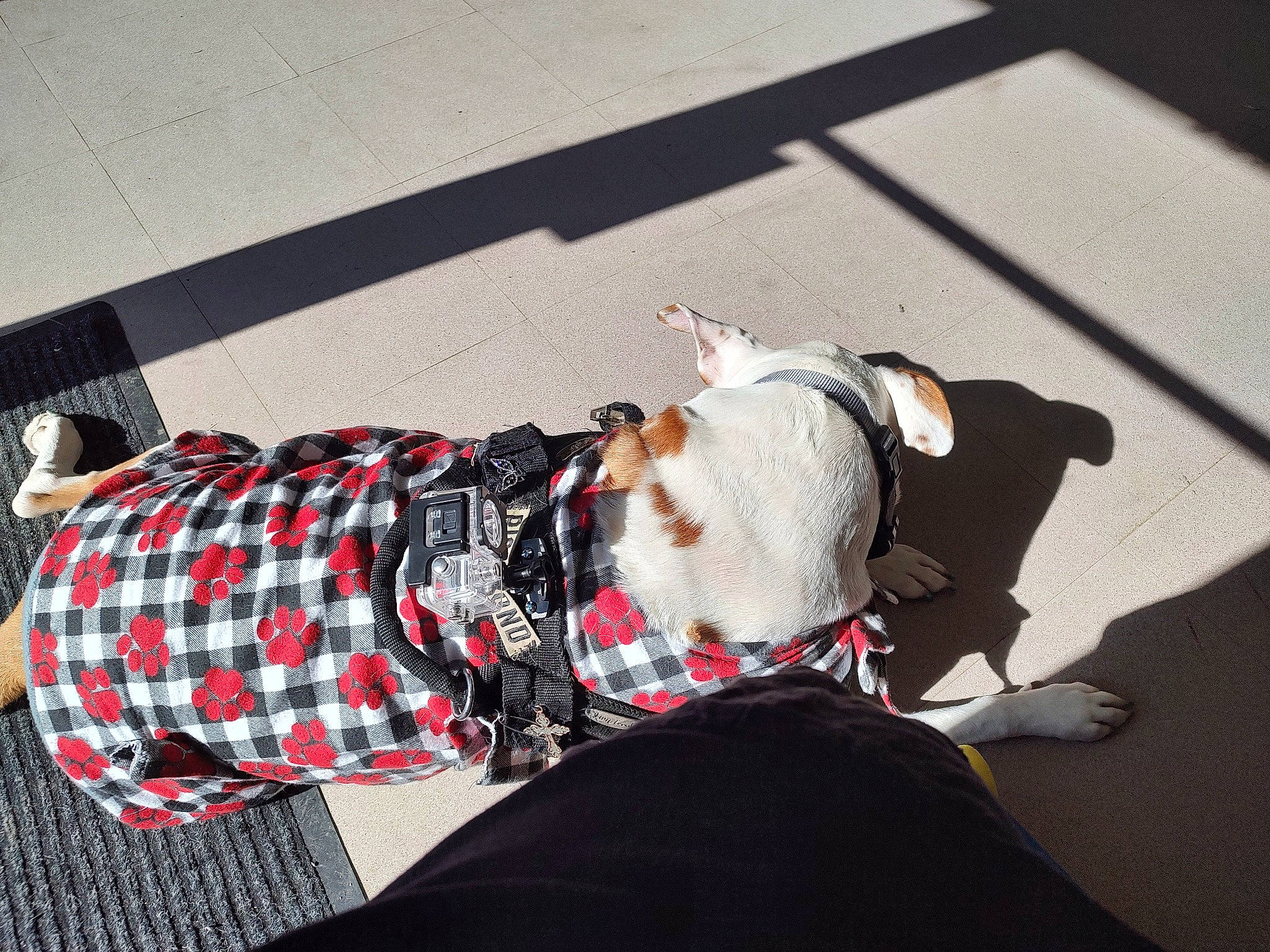 Sugar is registered to the contest to win money with this photo: bag, carmine, comfort, companion_dog, eyewear, fashion_accessory, flooring, headgear, human_leg, knee, linens, luggage_and_bags, pattern, plaid, sidewalk, sitting, sleeve, street_fashion, tartan, thigh