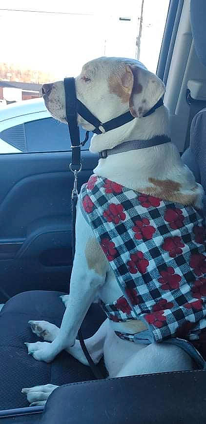 Sugar joined the competition — help win amazing prizes! automotive_exterior, car, carnivore, collar, comfort, companion_dog, dog, dog_breed, fawn, hood, mammal, motor_vehicle, plaid, tartan, toy, vehicle, vehicle_door, vertebrate, white, window