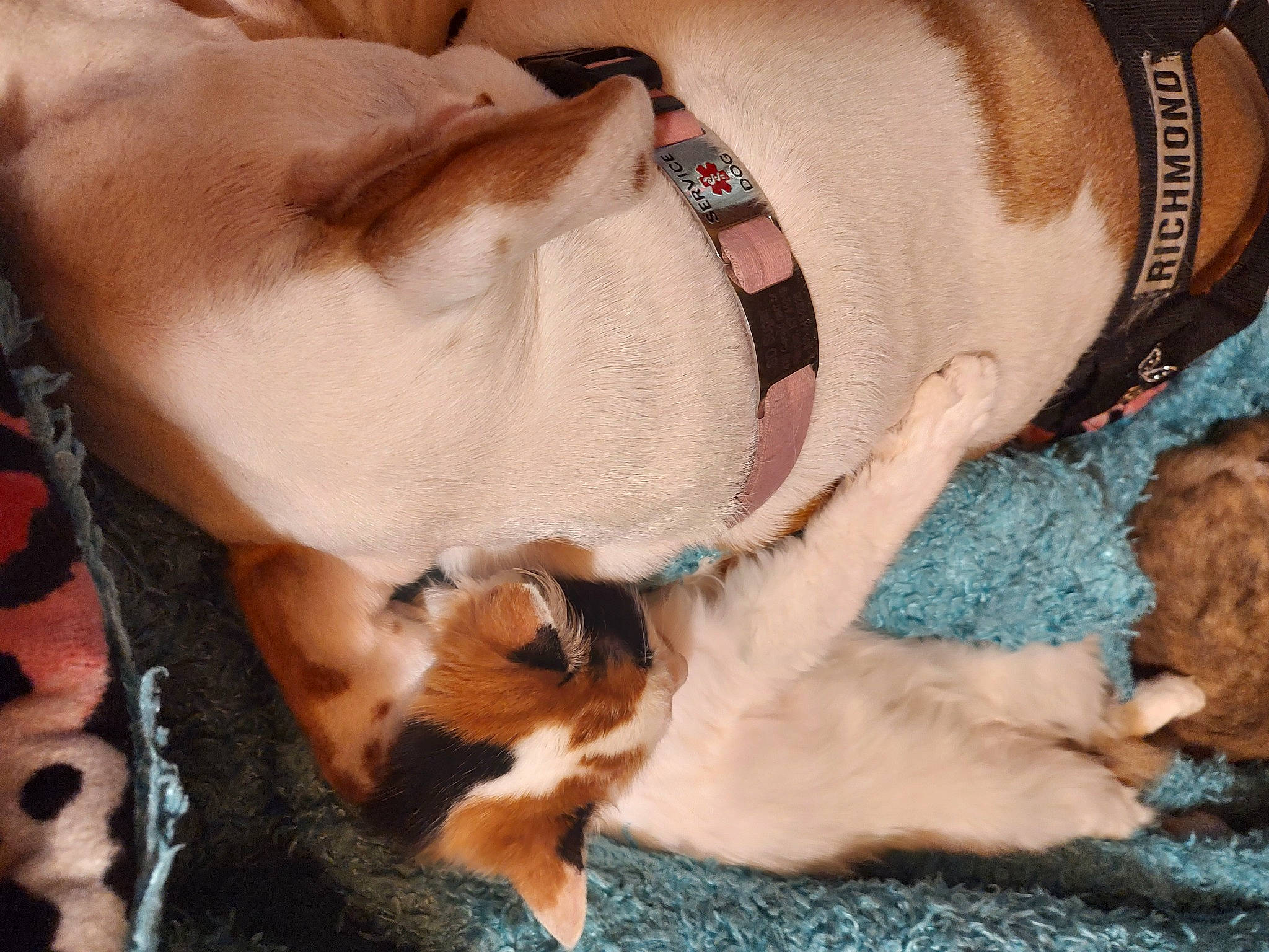 Sugar is registered to the contest to win money with this photo: carnivore, collar, comfort, companion_dog, dog, dog_breed, dog_collar, dog_supply, ear, fawn, felidae, mammal, paw, small_to_medium_sized_cats, snout, sporting_group, tail, vertebrate, whiskers, working_animal