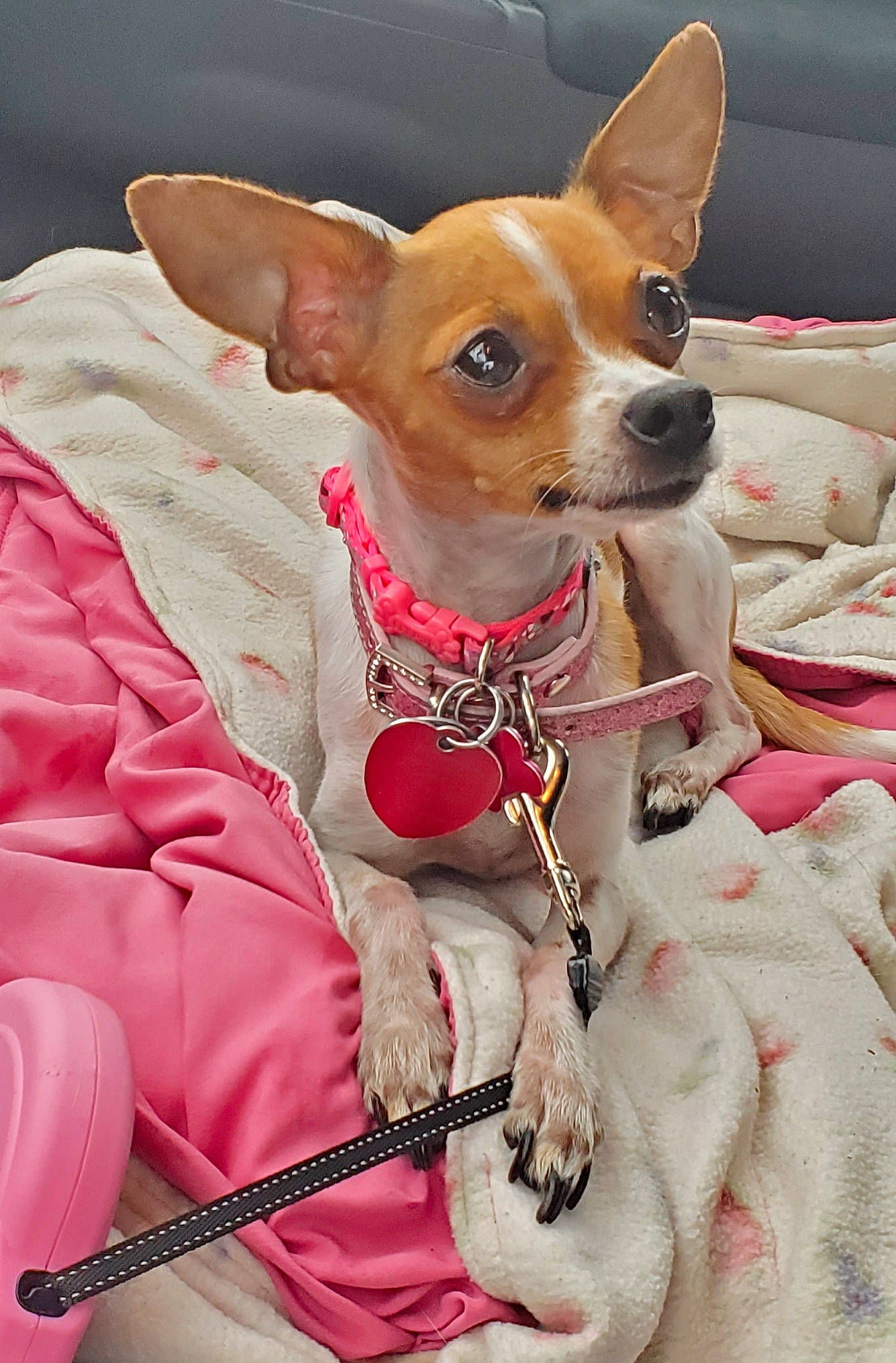 Gingersnap joined the competition — help win amazing prizes! ancient_dog_breeds, canidae, carnivore, chihuahua, collar, companion_dog, corgi_chihuahua, dog, dog_breed, dog_collar, dog_supply, fawn, fur, head, snout, sporting_group, terrier, toy_dog, whiskers, working_animal