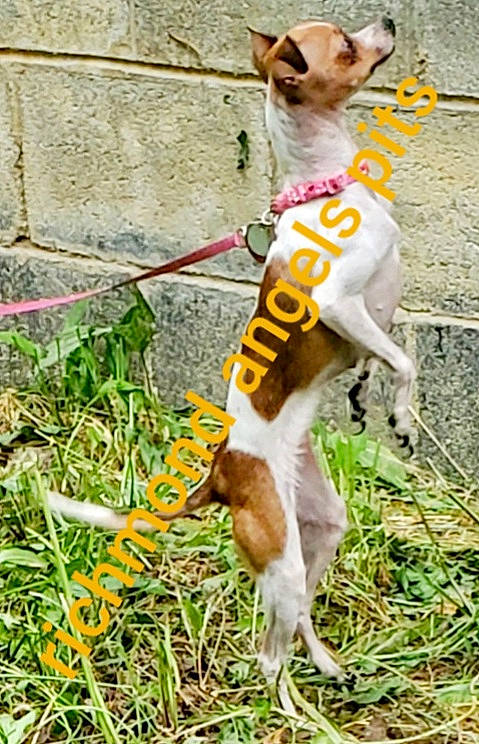 Gingersnap joined the competition — help win amazing prizes! carnivore, chihuahua, collar, companion_dog, dog, dog_breed, dog_clothes, dog_collar, dog_supply, fawn, grass, groundcover, leash, plant, rampur_greyhound, sighthound, snout, sporting_group, tail, whiskers