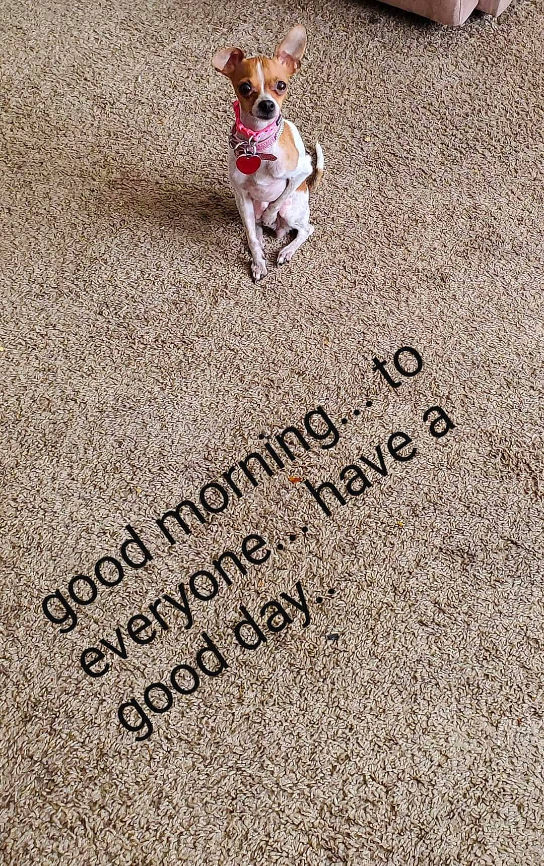 Gingersnap is registered to the contest to win money with this photo: asphalt, canidae, carnivore, companion_dog, dog, dog_breed, dog_supply, fawn, flooring, font, grass, logo, number, paw, road_surface, sidewalk, soil, sporting_group, terrier, toy_dog