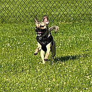 Cooper is registered to the contest to win money with this photo: dog, running, grass, outdoor, harness, playful, pet, small_dog, joyful, sunlight, fence, greenery, animal, nature, active, canine, daytime, field, energetic, happy