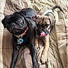 Cooper is registered to the contest to win money with this photo: puppy, dog, black_pug, tan_puppy, pet, cute, lying_down, blanket, striped, indoor, collar, tongue_out, playful, close_up, animal, fur, bed, resting, domestic_animal, young
