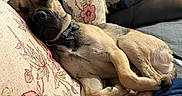 Cooper is registered to the contest to win money with this photo: dog, sleeping, couch, floral_pattern, bow_tie, pillow, blanket, cozy, pet, fur, indoor, resting, curled_up, relaxed, animal, domestic, cute, snug, companion, napping
