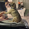Cooper is registered to the contest to win money with this photo: dog, couch, person, hand, indoor, curtains, kitchen, furniture, floor, carpet, casual_clothing, pet, interaction, sitting, paw, human_leg, domestic, living_room, collar, light