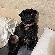 Anna is registered to the contest to win money with this photo: dog, pug, black_dog, pet, bed, pillow, collar, indoor, headboard, curious, sitting, animal, cute, furniture, resting, canine, domestic_animal, looking, wide_eyes, tag