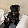 dog, pug, black_dog, pet, bed, pillow, collar, indoor, headboard, curious, sitting, animal, cute, furniture, resting, canine, domestic_animal, looking, wide_eyes, tag