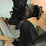 dog, pug, black_dog, pet, indoor, couch, blanket, tapestry, leather, furniture, animal, portrait, relaxed, home, decor, collar, resting, living_room, wall_art, cozy