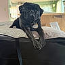 dog, pug, black_dog, pet, indoor, cushion, stretching, curious, home, living_room, collar, tag, furniture, plant, window, light, cute, animal, companion, relaxed