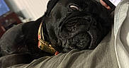 Anna joined the competition — help win amazing prizes! black_dog, casual, closeup, collar, couch, dog, face, fur, hand, home, indoor, lap, person, pet, pug, relaxing, resting, sleepy, smartphone, technology