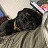 dog, pug, black_dog, pet, sleepy, resting, collar, person, hand, smartphone, indoor, couch, lap, closeup, face, fur, relaxing, casual, technology, home