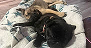 Anna joined the competition — help win amazing prizes! puppy, dog, sleeping, blanket, collar, indoor, floor, cozy, resting, cute, pet, animal, two_dogs, home, comfort, fur, relaxation, companionship, cuddle, domestic