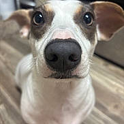 Dobbi joined the competition — help win amazing prizes! animal, background_blur, brown_markings, canine, close_up, companion, curious, dog, domestic, ears, flooring, focus, indoor, looking_up, mammal, nose, pet, portrait, whiskers, white_fur