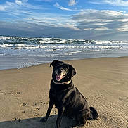 Maya participe au concours pour gagner de l'argent avec cette photo : dog, beach, ocean, waves, sand, collar, sitting, happy, panting, pawprints, sky, clouds, horizon, seascape, shore, portrait, outdoor, pet, sunlight, water