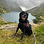 Maya a rejoint le concours — aidez-le/la à gagner de superbes lots ! dog, canine, black_dog, harness, leash, lake, mountain, cloudy_sky, grass, rock, outdoors, happy, tongue_out, sitting, portrait, nature, hiking, landscape, scenic, smile