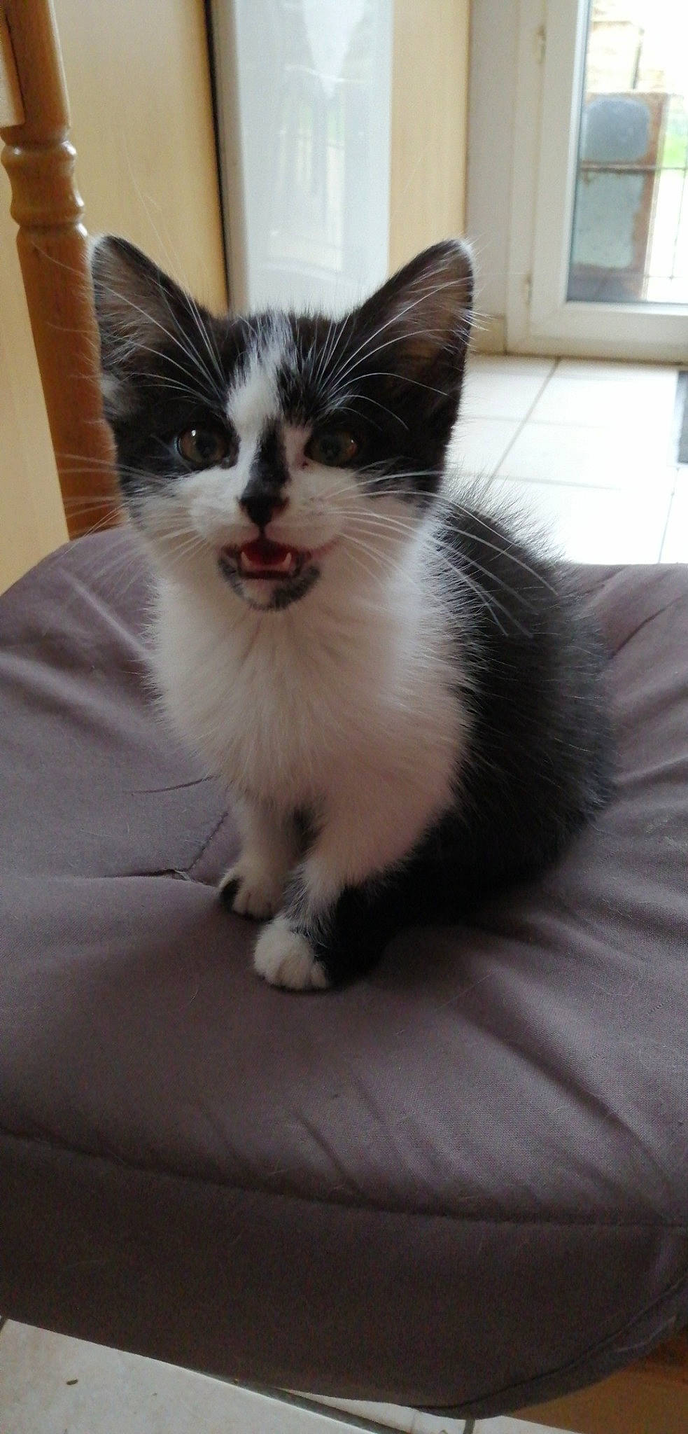 Mogwai a rejoint le concours — aidez-le/la à gagner de superbes lots ! aegean_cat, black_and_white, carnivore, cat, domestic_long_haired_cat, domestic_short_haired_cat, felidae, kitten, mammal, norwegian_forest_cat, small_to_medium_sized_cats, turkish_angora, whiskers