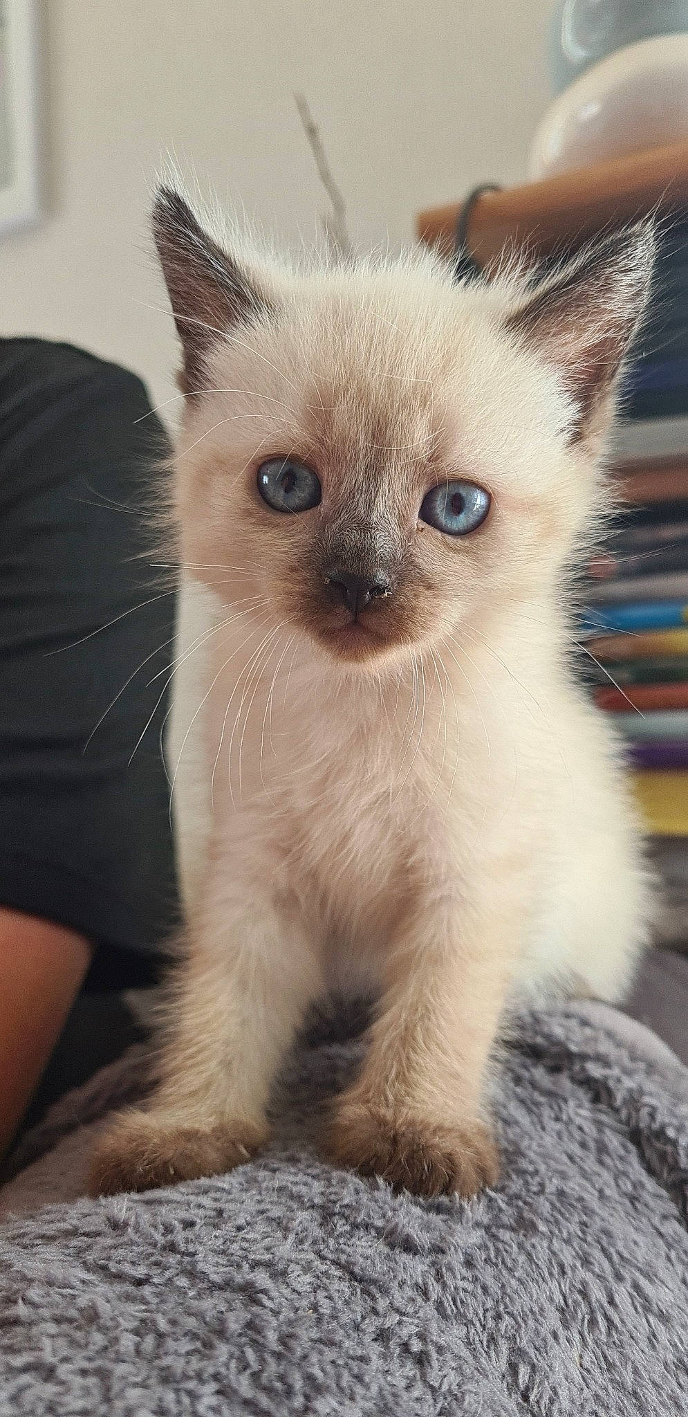 Chamallow participe au concours pour gagner de l'argent avec cette photo : birman, carnivore, cat, curious, domestic_short_haired_cat, fawn, felidae, fur, siamese, small_to_medium_sized_cats, snout, terrestrial_animal, whiskers