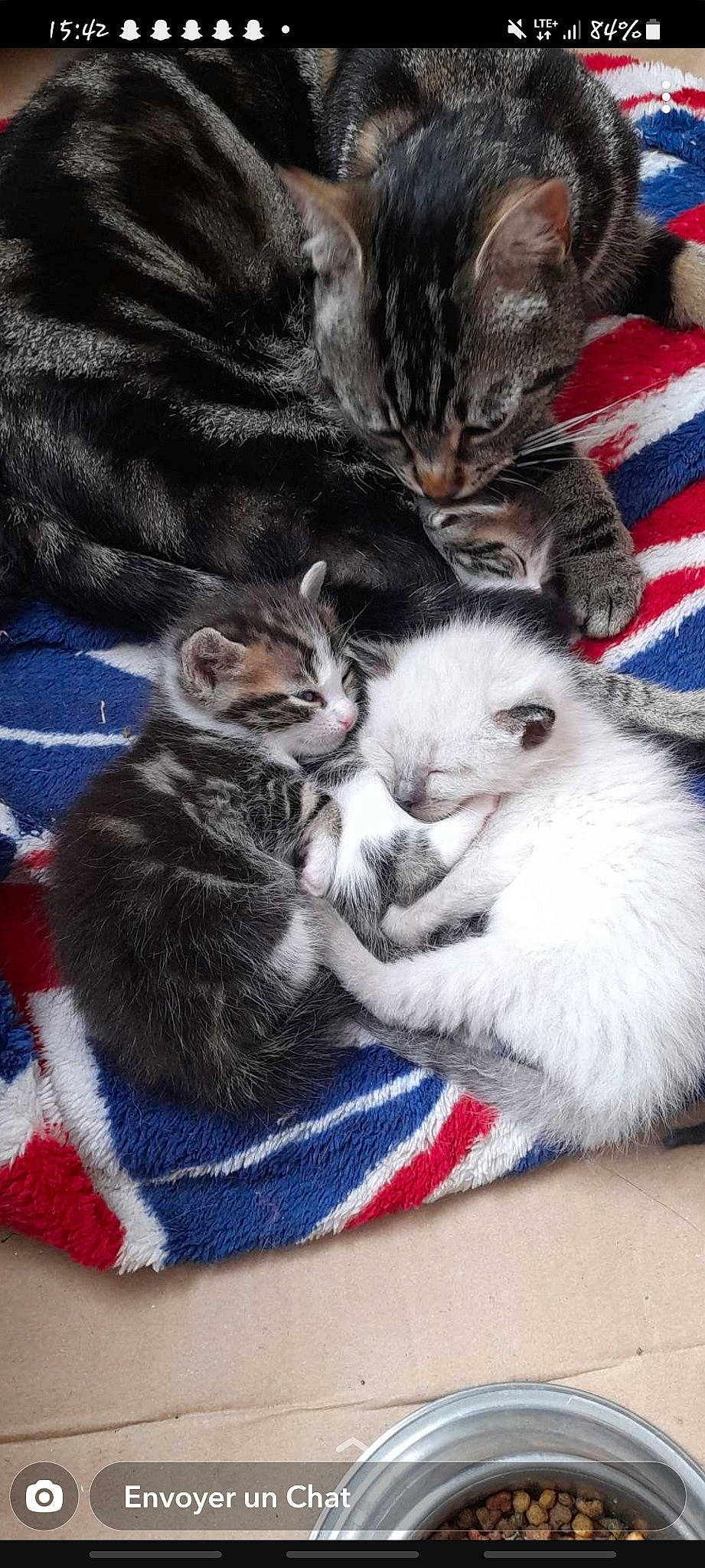 Chamallow a rejoint le concours — aidez-le/la à gagner de superbes lots ! carnivore, cat, claw, comfort, domestic_short_haired_cat, felidae, fur, grey, mammal, nap, paw, small_to_medium_sized_cats, tail, textile, vertebrate, whiskers