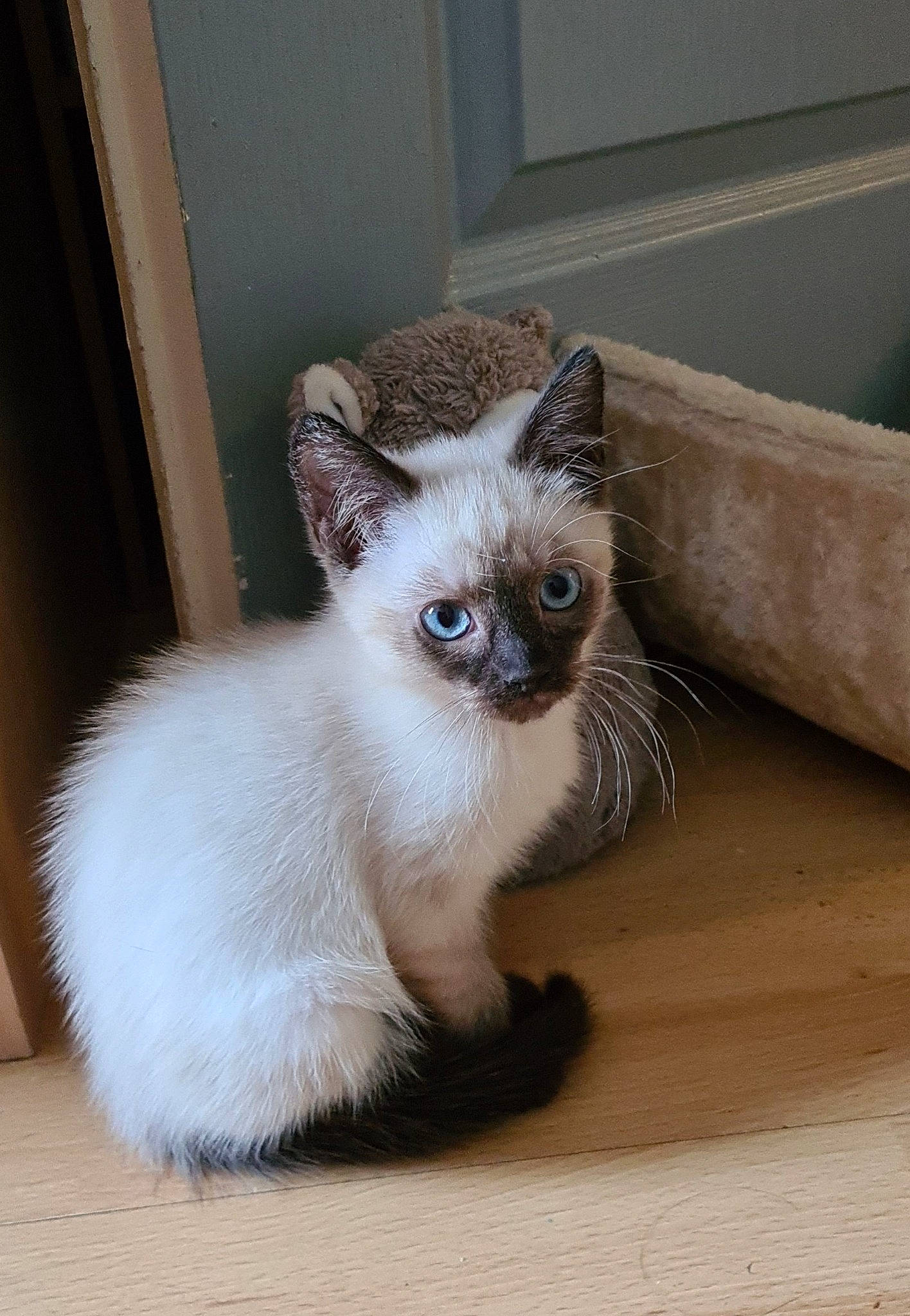 Chamallow a rejoint le concours — aidez-le/la à gagner de superbes lots ! birman, carnivore, cat, claw, collar, comfort, eye, fawn, felidae, flooring, fur, head, paw, siamese, small_to_medium_sized_cats, snout, tail, terrestrial_animal, whiskers