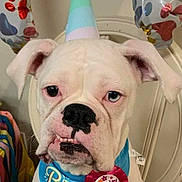 Nala is registered to the contest to win money with this photo: dog, white_dog, boxer, birthday, party_hat, birthday_girl_ribbon, blue_bandana, heterochromia, balloons, chair, indoor, pet, animal, celebration, cute, portrait, expression, sitting, face, nose