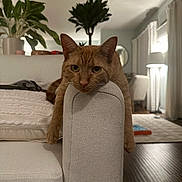 Angie is registered to the contest to win money with this photo: armrest, cat, cozy, curtain, fur, furniture, ginger_cat, hardwood_floor, houseplant, indoor, lamp, living_room, orange_cat, pet, pillow, portrait, relaxed, rug, sofa, whiskers