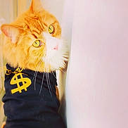 Oj is registered to the contest to win money with this photo: cat, orange_cat, white_fur, fluffy, pet, animal, clothing, shirt, dollar_sign, yellow, black, portrait, indoor, cute, curious, whiskers, feline, closeup, soft_light, posing