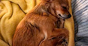 Victoria a rejoint le concours — aidez-le/la à gagner de superbes lots ! bed, blanket, brown_fur, cozy, curled_up, cute, dog, furry, indoors, long_ears, pet, pillow, portrait, relaxed, resting, sleeping, small_dog, snuggled, warm_lighting, yellow_blanket
