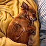 bed, blanket, brown_fur, cozy, curled_up, cute, dog, furry, indoors, long_ears, pet, pillow, portrait, relaxed, resting, sleeping, small_dog, snuggled, warm_lighting, yellow_blanket