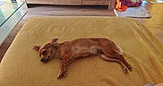 Victoria a rejoint le concours — aidez-le/la à gagner de superbes lots ! dog, brown_dog, sleeping, lying_down, blanket, yellow_blanket, indoor, wooden_floor, pet_bed, toys, cozy, resting, small_dog, fur, calm, relaxing, home, furniture, cabinet, floor