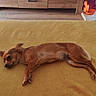 dog, brown_dog, sleeping, lying_down, blanket, yellow_blanket, indoor, wooden_floor, pet_bed, toys, cozy, resting, small_dog, fur, calm, relaxing, home, furniture, cabinet, floor