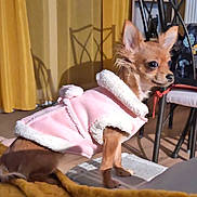 Victoria participe au concours pour gagner de l'argent avec cette photo : dog, small_dog, indoor, clothing, pink_jacket, curious, pet, furniture, chair, curtains, brown_dog, cozy, warm_clothing, domestic_animal, floor, blanket, portrait, alert, cute, animal
