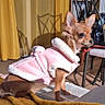 dog, small_dog, indoor, clothing, pink_jacket, curious, pet, furniture, chair, curtains, brown_dog, cozy, warm_clothing, domestic_animal, floor, blanket, portrait, alert, cute, animal