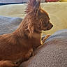 Victoria participe au concours pour gagner de l'argent avec cette photo : dog, small_dog, brown_dog, chihuahua, pet, indoor, blanket, cushion, furniture, television, side_view, ears, fur, resting, cozy, home, living_room, soft_light, animal, companion