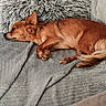 animal, brown_fur, closeup, cozy, dog, fluffy_blanket, gray_blanket, indoors, lying_down, paw, pet, photography, portrait, red_coat, relaxed, resting, side_view, sleeping, small_dog, tail