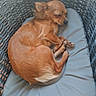 Victoria a rejoint le concours — aidez-le/la à gagner de superbes lots ! dog, sleeping, basket, cushion, brown_dog, pet, resting, cozy, indoor, small_dog, woven_basket, furniture, relaxing, cute, animal, paw, fur, ears, quiet, home