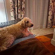 Heydi participe au concours pour gagner de l'argent avec cette photo : dog, couch, blanket, curtains, indoor, pet, fur, floor, tile, home, relaxing, animal, furniture, living_room, cozy, brown, beige, window, looking, resting