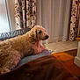 dog, couch, blanket, curtains, indoor, pet, fur, floor, tile, home, relaxing, animal, furniture, living_room, cozy, brown, beige, window, looking, resting